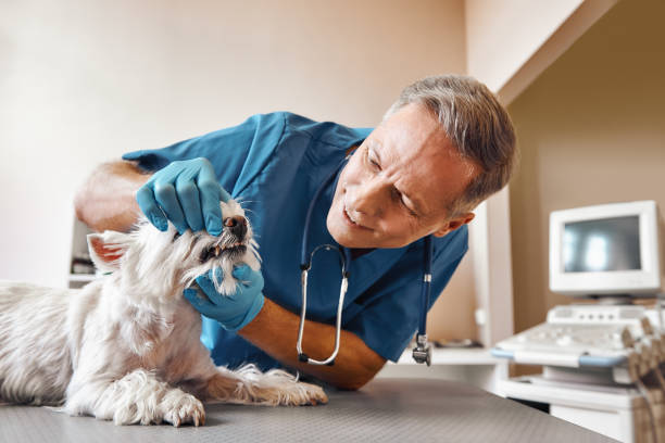 Best Emergency Dental Surgery in Rye Brook, NY